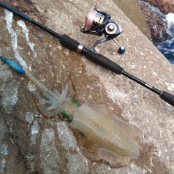 台風が来る前にエギング